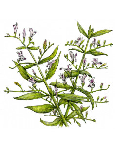 Právenka - extrakt 50 ml 2