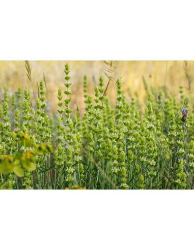 Grécky elixír 40 g (Grécky horský čaj)