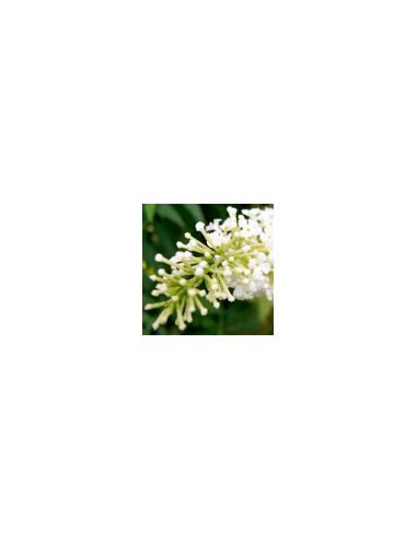 Biely kvet - Flor Blanca 70 g