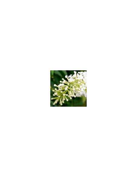 Biely kvet - Flor Blanca 70 g
