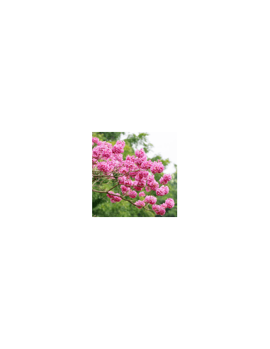 Rosa Blume 70 g