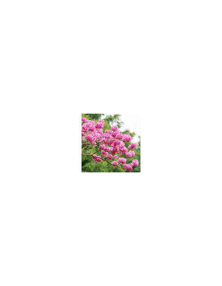 Rosa Blume 70 g